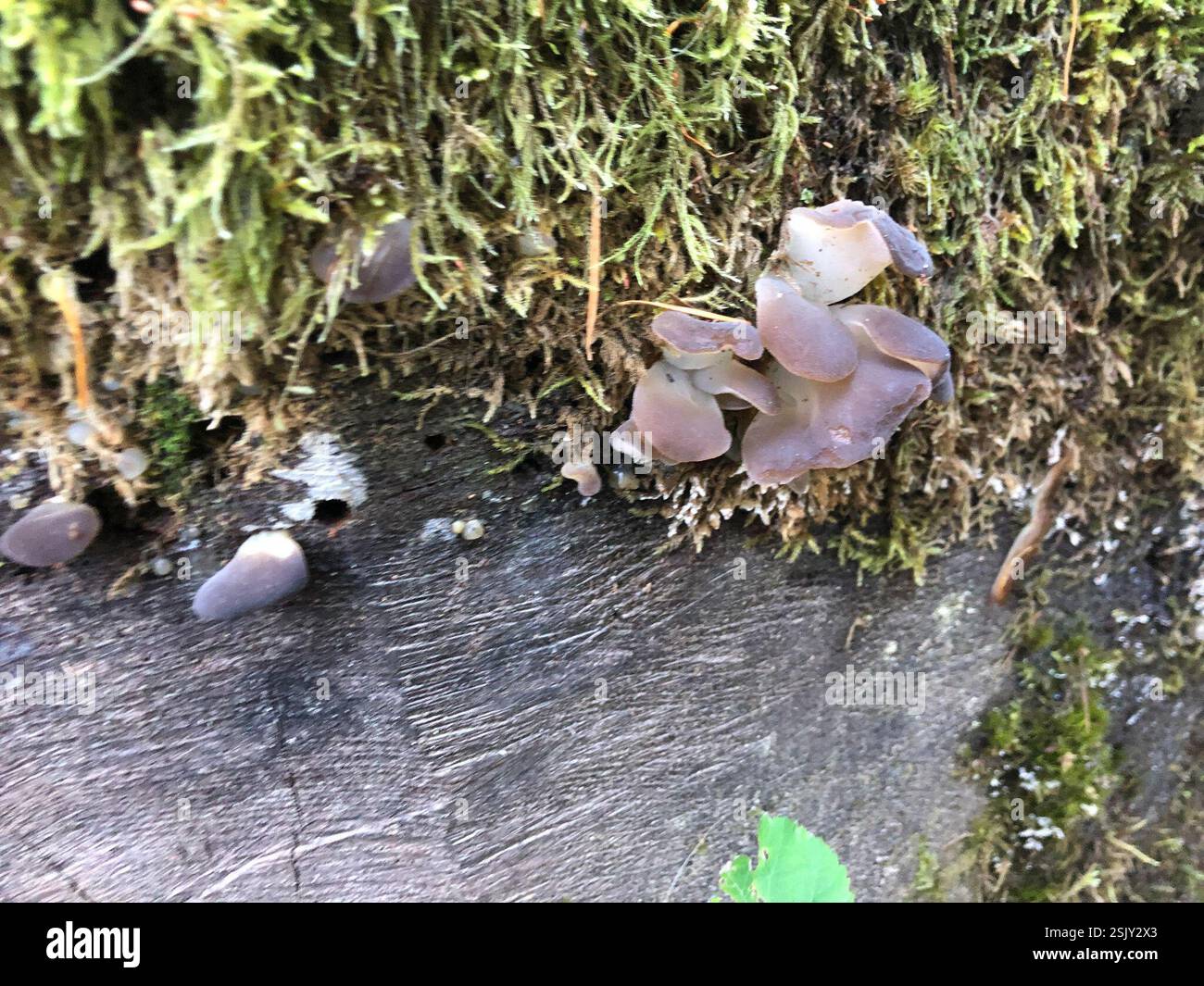 (Pseudohydnum), funghi, Spencer Butte Park, Eugene, OPPURE NOI Foto Stock