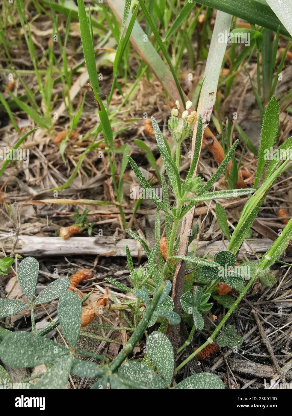 Piano Glandolare (Plantago afra), Plantae, 07400 Alcúdia, Isole Baleari, Spagna Foto Stock