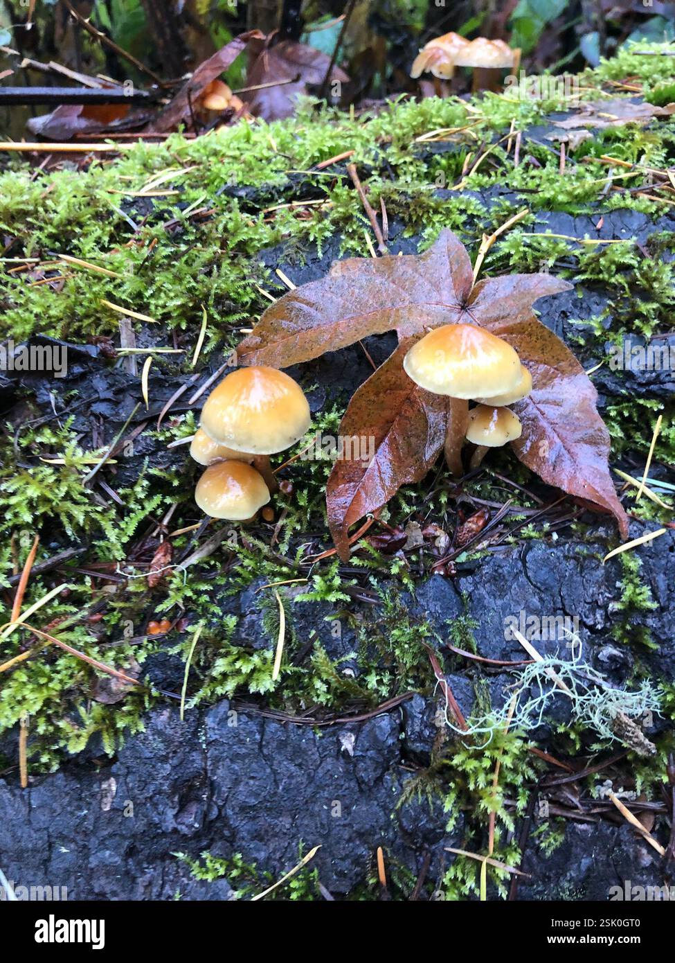 (Hypholoma), funghi, Spencer Butte Park, Eugene, OR, NOI Foto Stock