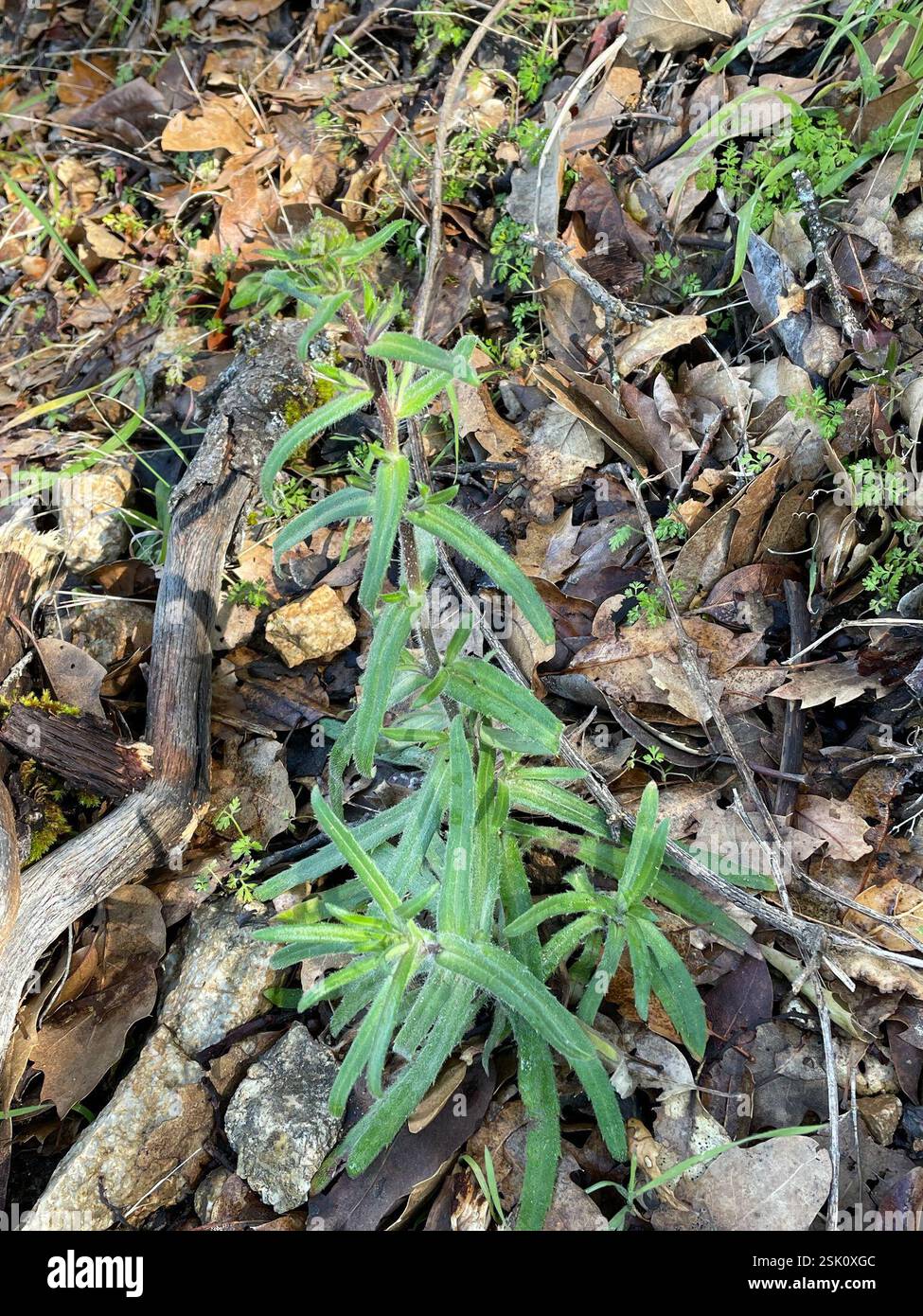 Woodland madia (Anisocarpus madioides), Plantae, Julia Pfeiffer Burns State Park, Big Sur, CALIFORNIA, USA, Tarweed Growing at elev. 2000 m nel bosco di tanak vicino alla costa. Woodland Madia (Anisocarpus madioides) alias Woodland Tarweed. Pianta autoctona, perenne, ghiandolare, poco ramificata che cresce in boschi umidi, semi-ombreggiati, di conifere o misti. Le foglie basali sono una rosetta di pelosa grossolana, leggermente dentata, lunga 5-10 cm con punte acute. Le foglie di Cauline sono opposte verso la base della pianta, ma si alternano verso la parte superiore. L'infiorescenza si trova sulla punta di ogni ramo. I boccioli sono arrotondati e. Foto Stock