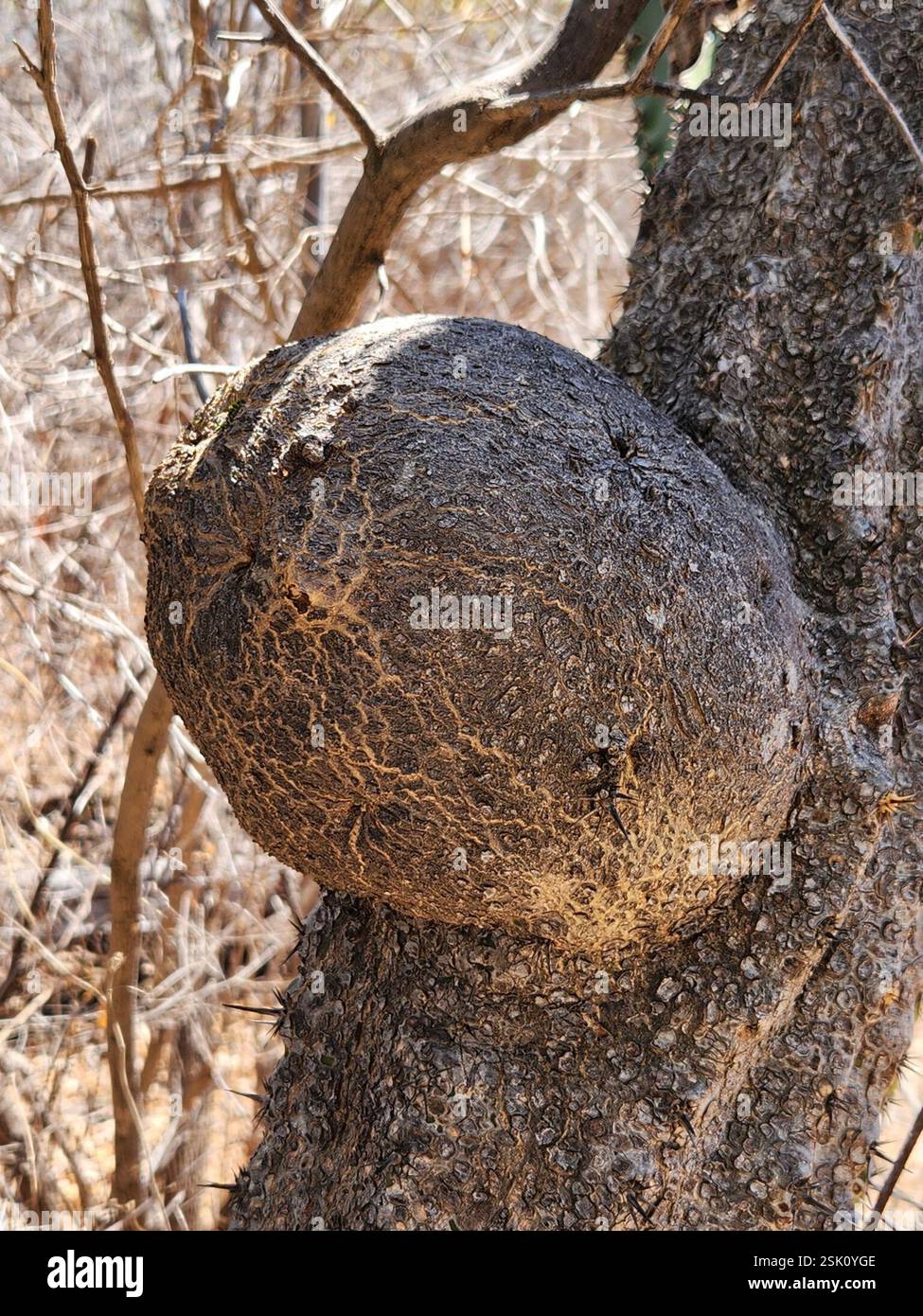 Cactus globulari, cactus al chiaro di luna, cactus delle torce e alleati (Cactoideae), Plantae, la Paz, MX-BS, MX, cos'è quel bumb? Rotondo di circa 5 pollici. Foto Stock