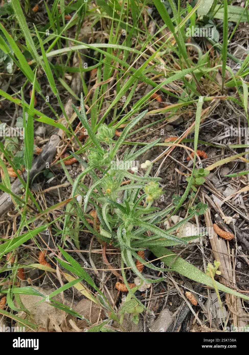 Piano Glandolare (Plantago afra), Plantae, 07400 Alcúdia, Isole Baleari, Spagna Foto Stock