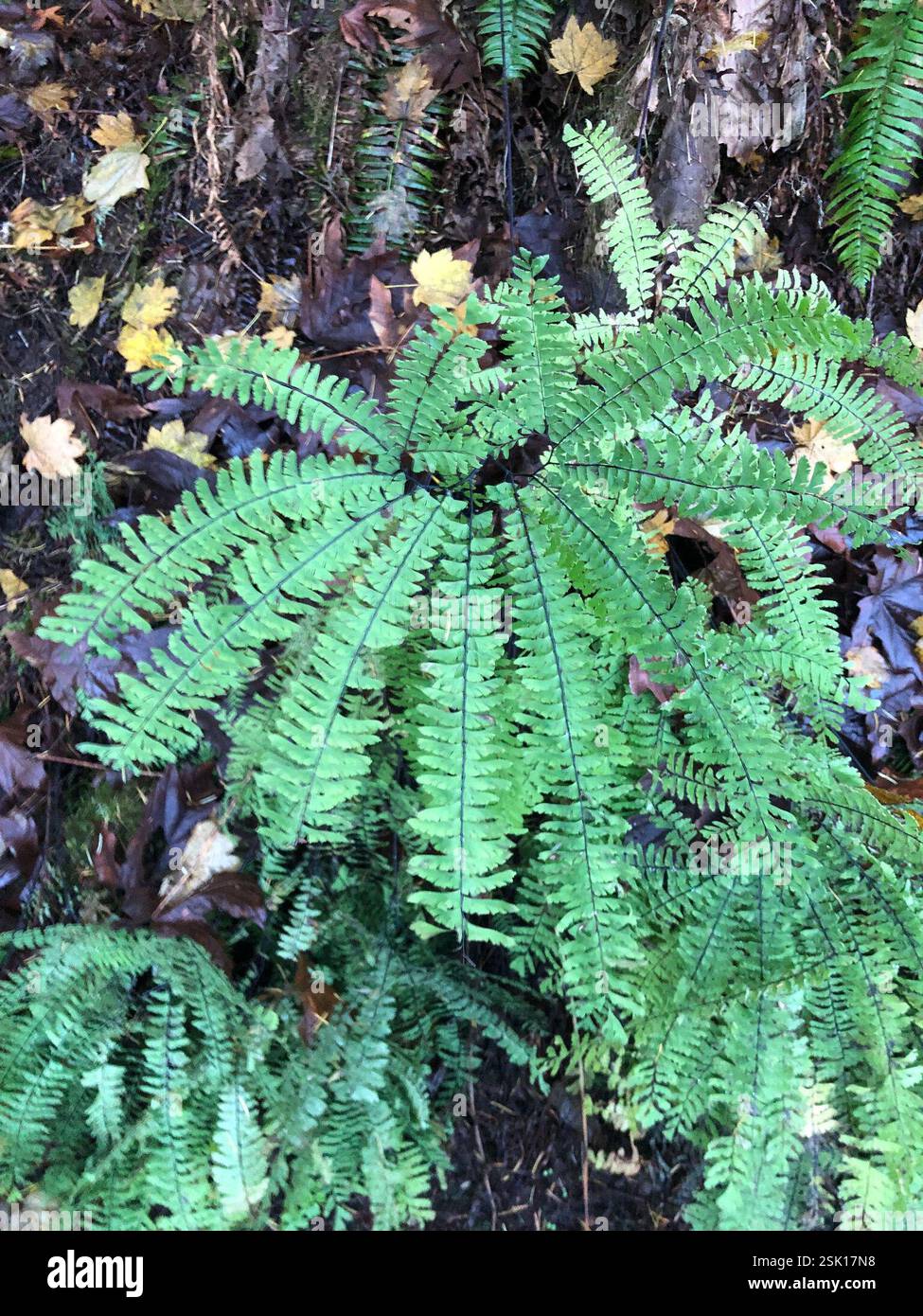 WESTERN Maidenhair Fern (Adiantum aleuticum aleuticum), Plantae, Spencer Butte Park, Eugene, OR, NOI Foto Stock