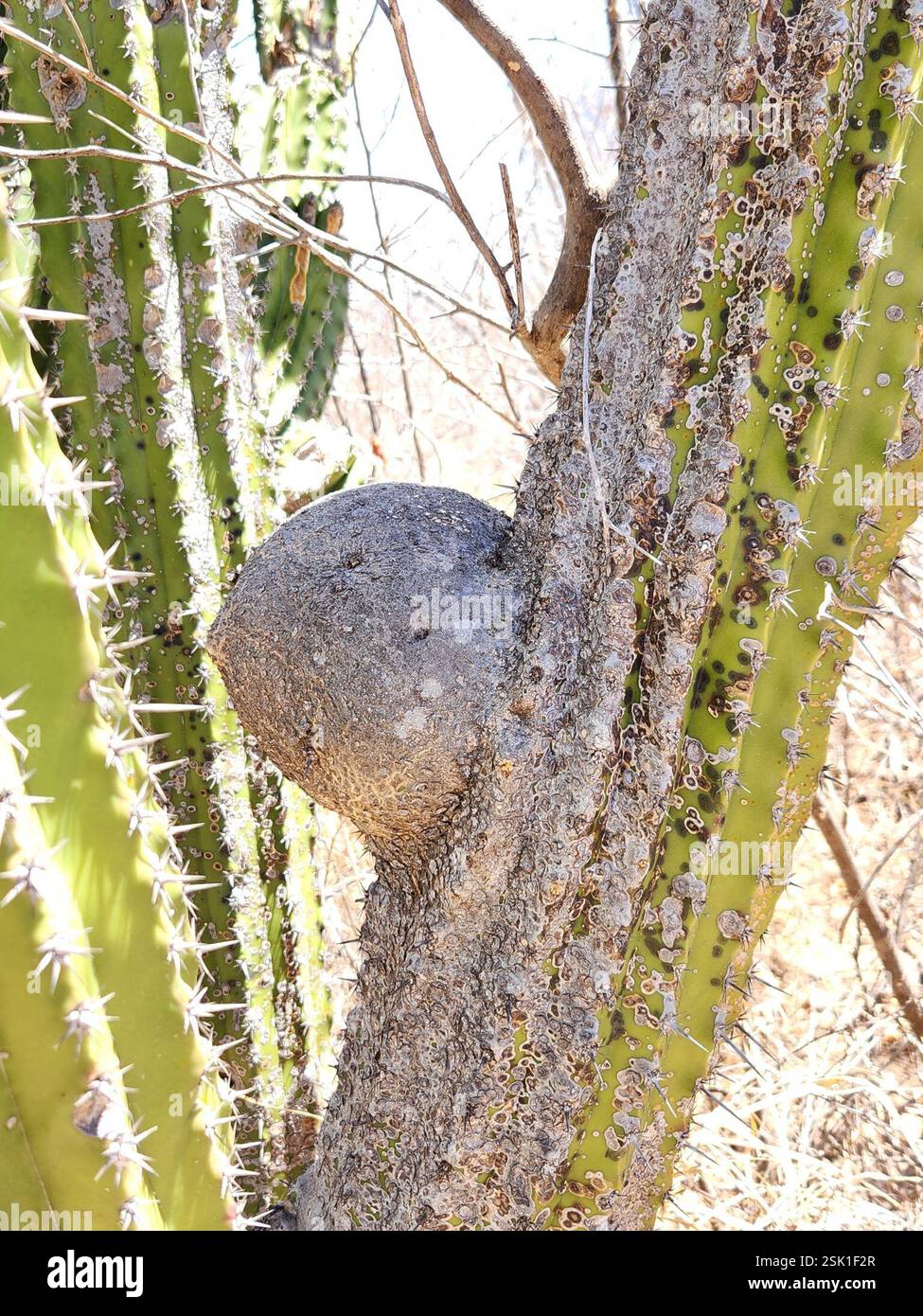 Cactus globulari, cactus al chiaro di luna, cactus delle torce e alleati (Cactoideae), Plantae, la Paz, MX-BS, MX, cos'è quel bumb? Rotondo di circa 5 pollici. Foto Stock