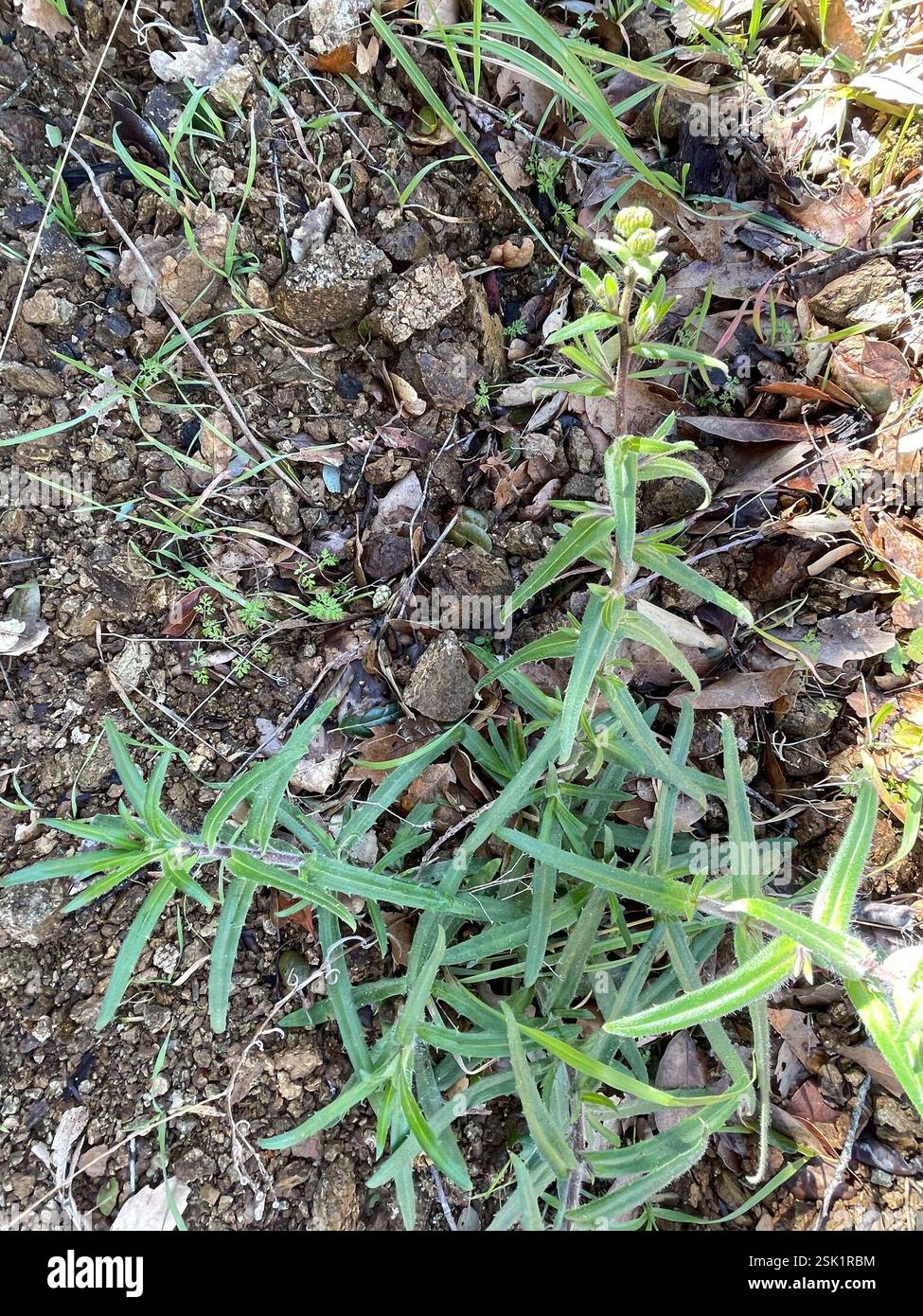 Woodland madia (Anisocarpus madioides), Plantae, Julia Pfeiffer Burns State Park, Big Sur, CALIFORNIA, USA, Tarweed Growing at elev. 2000 m nel bosco di tanak vicino alla costa. Woodland Madia (Anisocarpus madioides) alias Woodland Tarweed. Pianta autoctona, perenne, ghiandolare, poco ramificata che cresce in boschi umidi, semi-ombreggiati, di conifere o misti. Le foglie basali sono una rosetta di pelosa grossolana, leggermente dentata, lunga 5-10 cm con punte acute. Le foglie di Cauline sono opposte verso la base della pianta, ma si alternano verso la parte superiore. L'infiorescenza si trova sulla punta di ogni ramo. I boccioli sono arrotondati e. Foto Stock