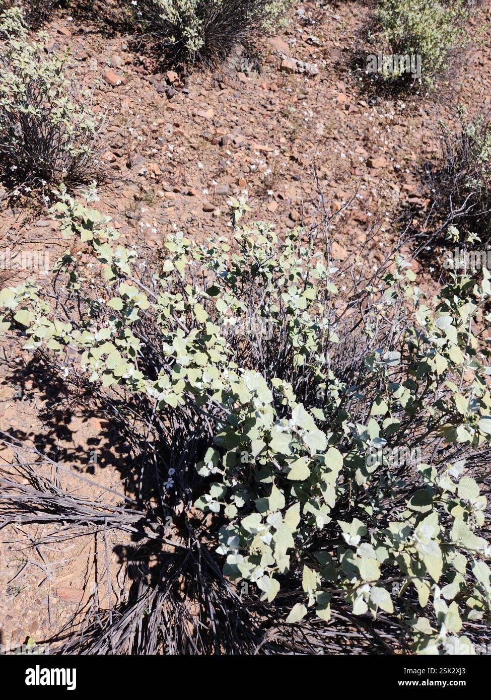 San Diego Bursage (Ambrosia chenopodiifolia), Plantae, Ensenada, MX-BN, MX Foto Stock