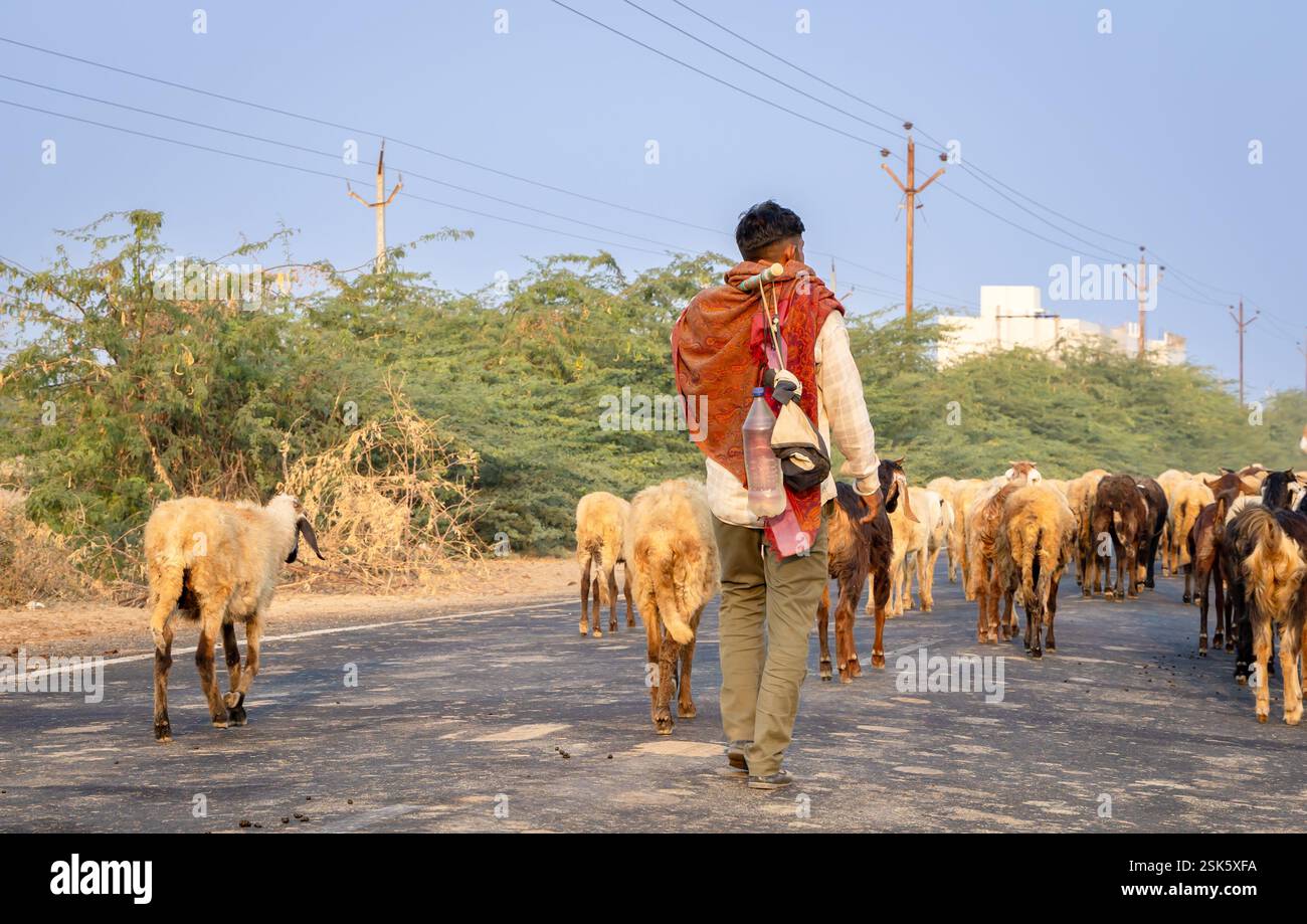 mandria di pecore che passeggiano per strada in un pastore la mattina presto Foto Stock