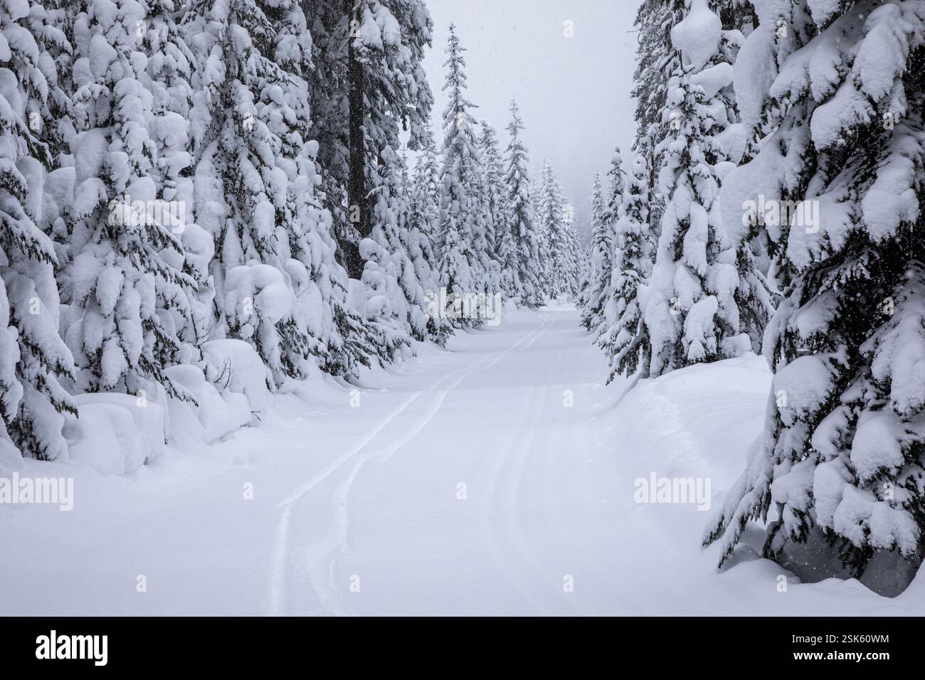 WA28120-00...WASHINGTON - piste da sci di fondo su una strada innevata sul Monte Amabilis. Foto Stock