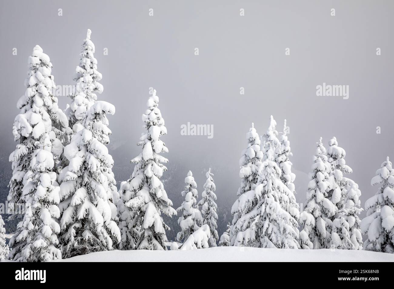 WA28146-00...WASHINGTON - alberi intonacati di neve sulla collina sopra il lago Kachess nelle Cascate centrali di Washington. Foto Stock
