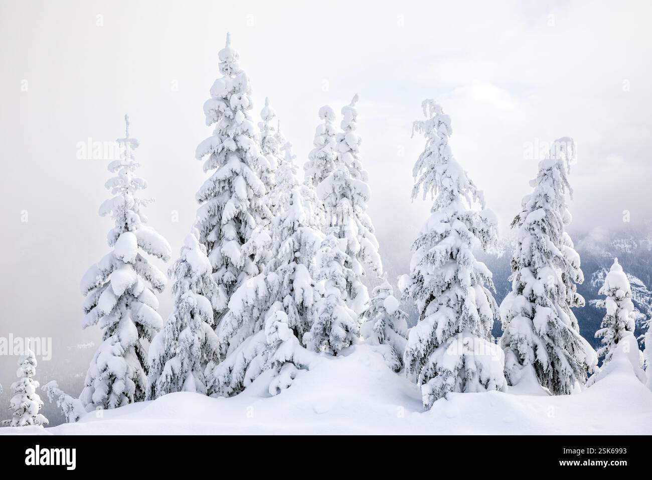 WA28148-00...WASHINGTON - alberi intonacati di neve sulla collina sopra il lago Kachess nelle Cascate centrali di Washington. Foto Stock