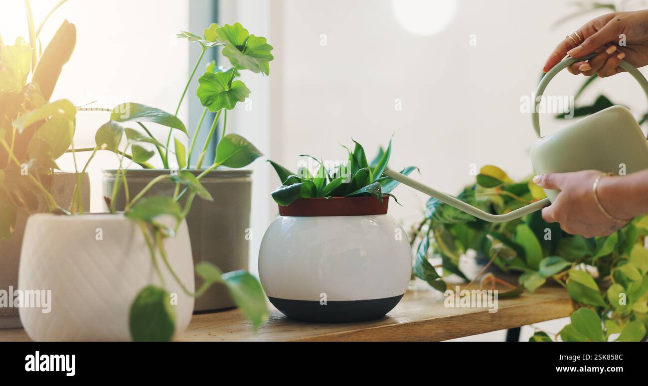 Mani, donna e vaso d'acqua per piante di crescita sana, idratazione e sostenibile di nutrizione. Persona, contenitore e processo di giardinaggio delle foglie Foto Stock