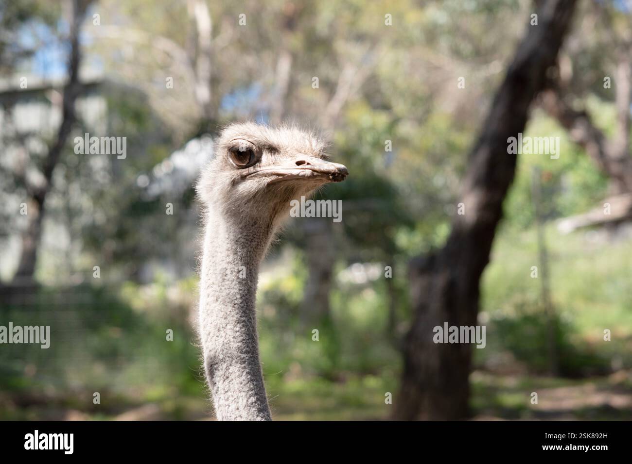 Lo struzzo è l'uccello vivente più grande e pesante del mondo che non possono volare. Foto Stock