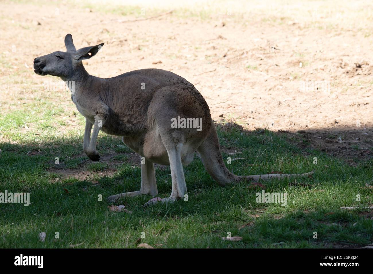 Le femmine sono più piccole dei maschi e sono di colore grigio-blu con una sfumatura marrone, grigio pallido sotto, Foto Stock