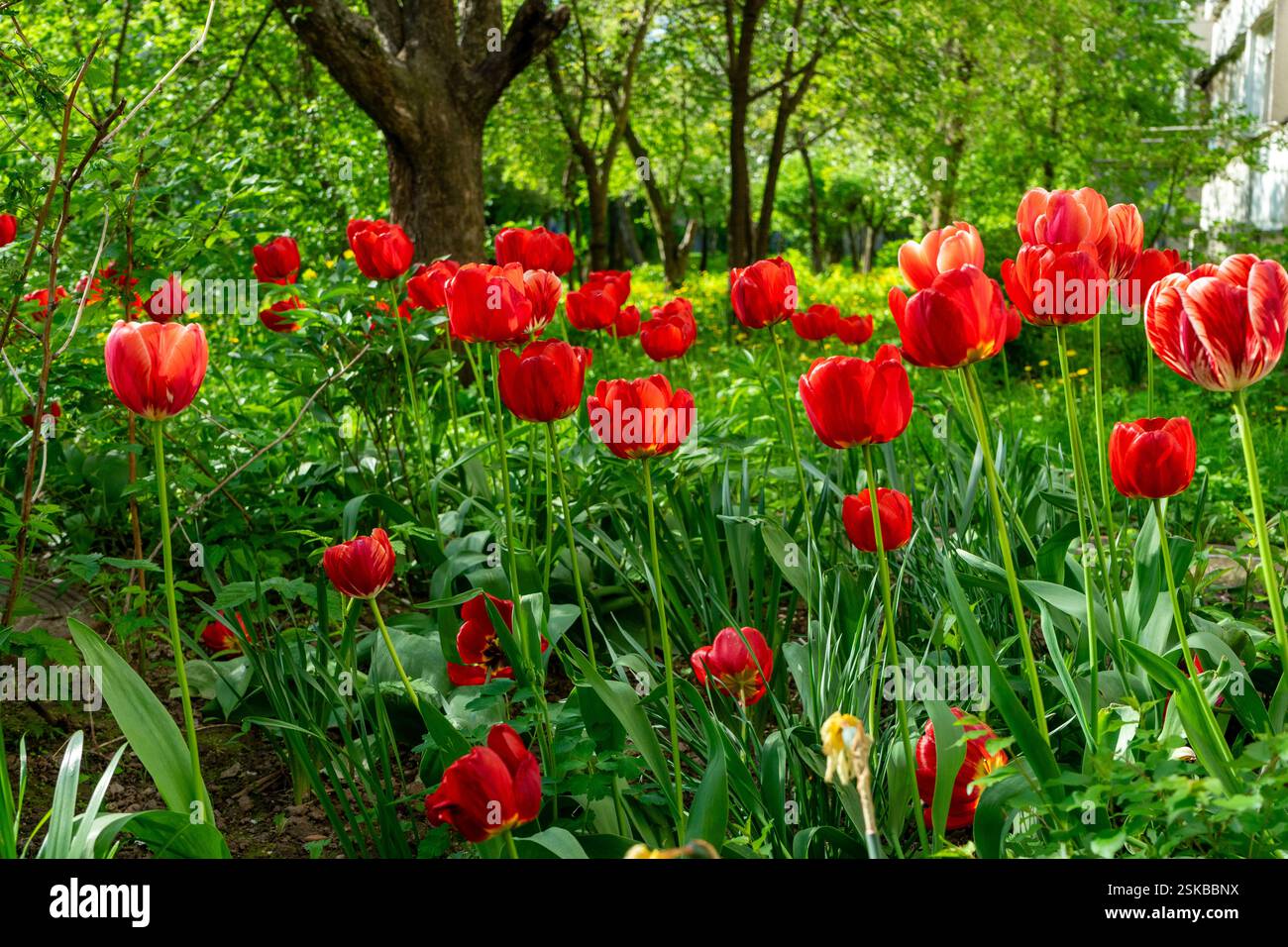 Un lussureggiante giardino pieno di luminosi tulipani rossi che ondeggiano dolcemente nella brezza, circondato da vegetazione e alberi. Questa vivace scena cattura l'essenza di Foto Stock