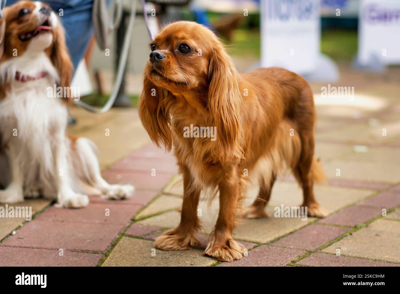 Ruby Cavalier King Charles Spaniel che posa un ritratto all'aperto Foto Stock