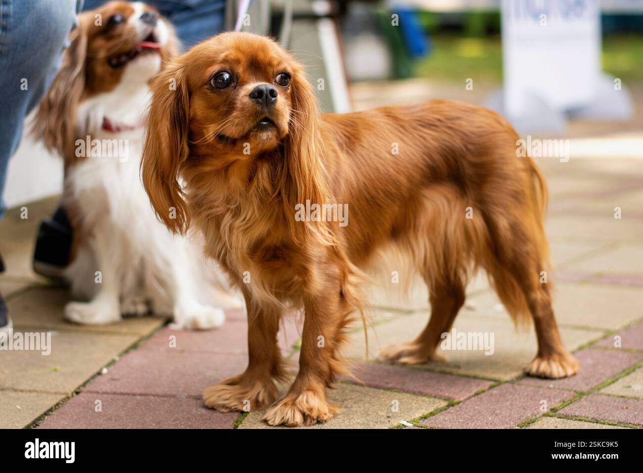 Ruby Cavalier Re Carlo Spaniel Foto Stock