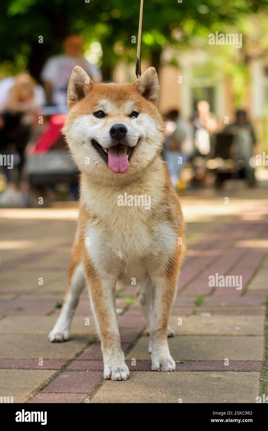 Piccolo cane shiba inu bianco e zenzero al guinzaglio Foto Stock