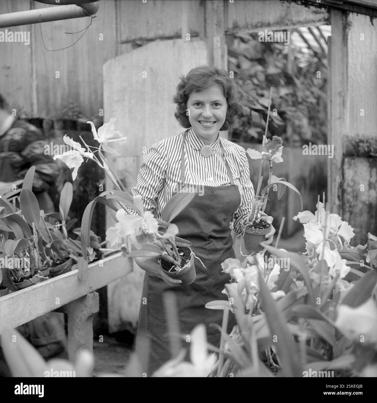 --- Floristin a Blumenladen 1957#fiorista in un negozio di fiori 1954- RDB DI DUKAS Foto Stock