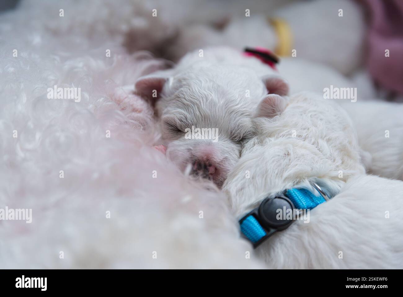 Cuccioli appena nati di cane Bichon Frise. Cucciolo Bichon che dorme. Foto Stock