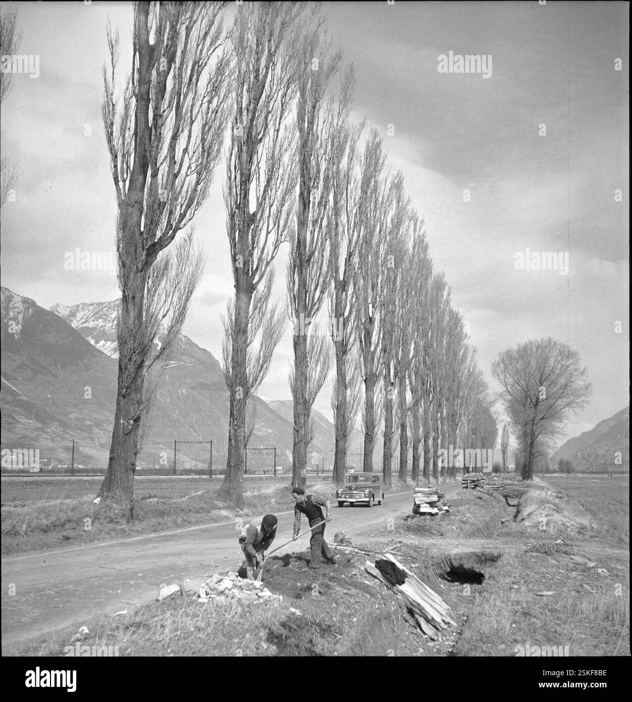 --- Pappelallee fällt der Verbreiterung der Walliser Kantonsstrasse zum Opfer, 1951#Vallese, distruzione di un viale di pioppo a causa dell'allargamento della strada cantonale, 1951- RDB DI DUKAS Foto Stock