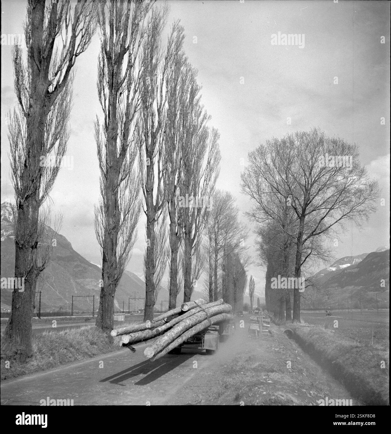 --- Pappelallee fällt der Verbreiterung der Walliser Kantonsstrasse zum Opfer, 1951#Vallese, distruzione di un viale di pioppo a causa dell'allargamento della strada cantonale, 1951- RDB DI DUKAS Foto Stock