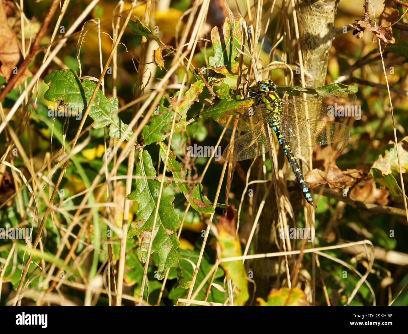 La libellula del Southern Hawker in un caldo giorno di novembre. La foto macro rivela gli affascinanti colori e motivi di questo insetto impressionante. Foto Stock