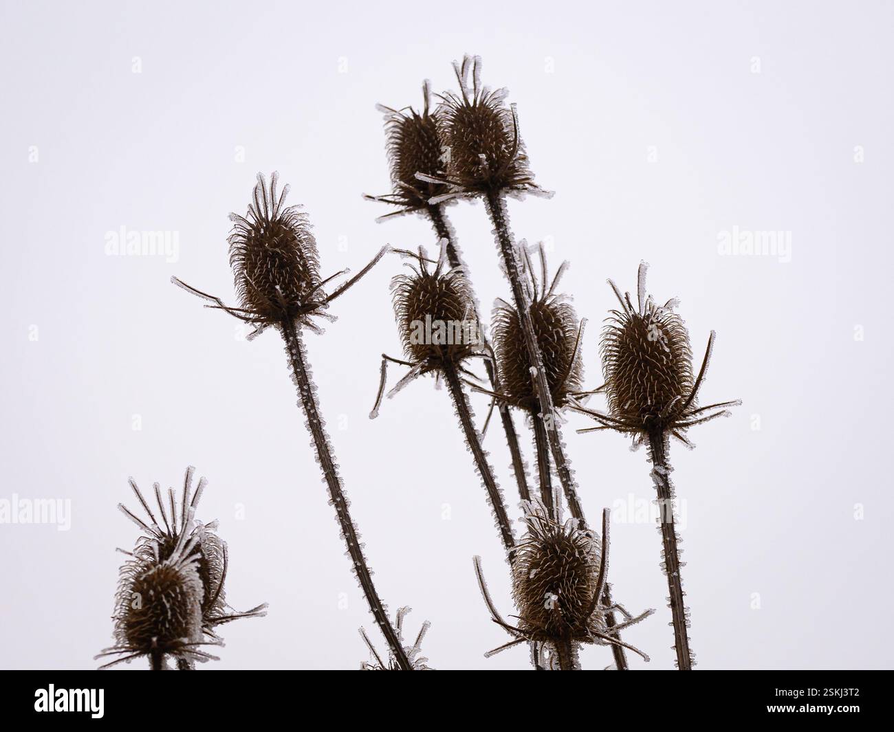 Vista dettagliata dei fiori secchi di cardo (nome latino: Carduus) ricoperti di rangilla, a contrasto con uno sfondo bianco Foto Stock