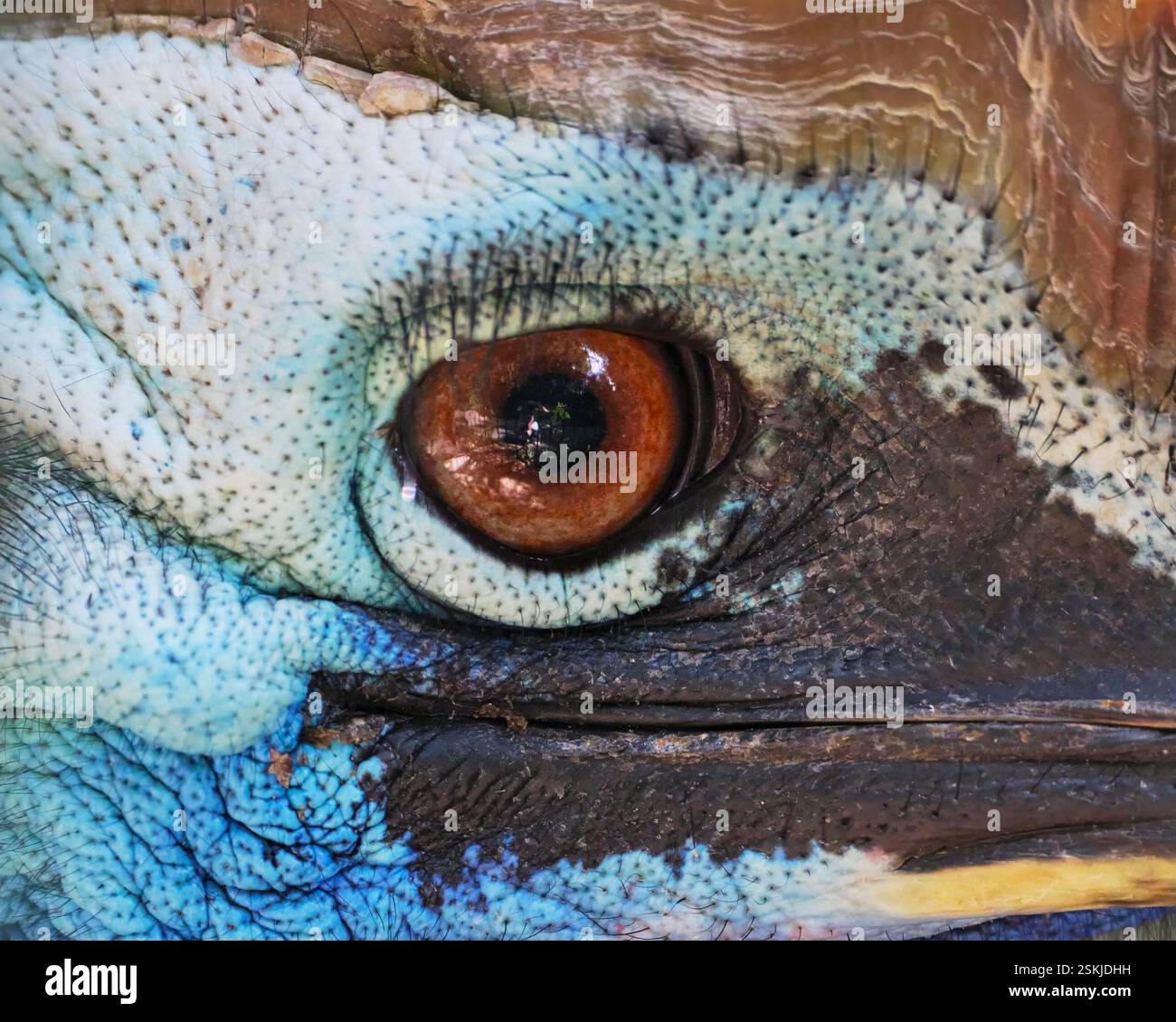 Occhio del Cassowary Foto Stock