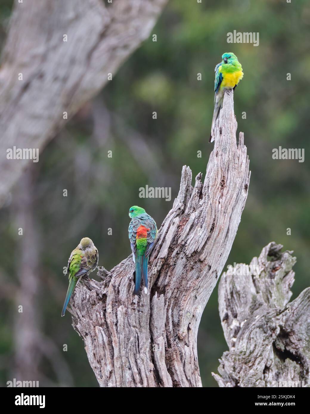 Rosso-rumped Pappagalli Foto Stock