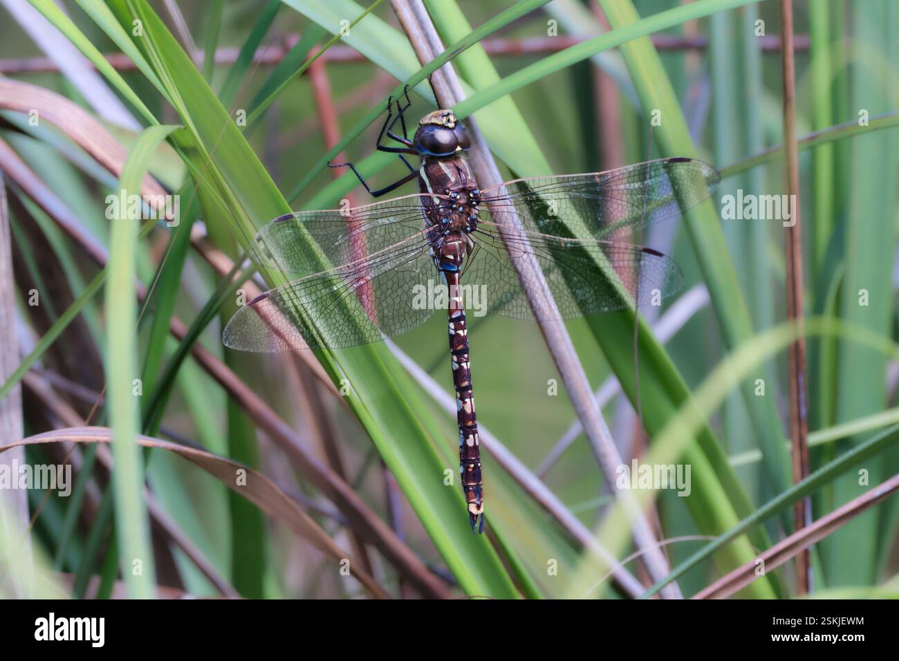 Hawker maculato blu Foto Stock