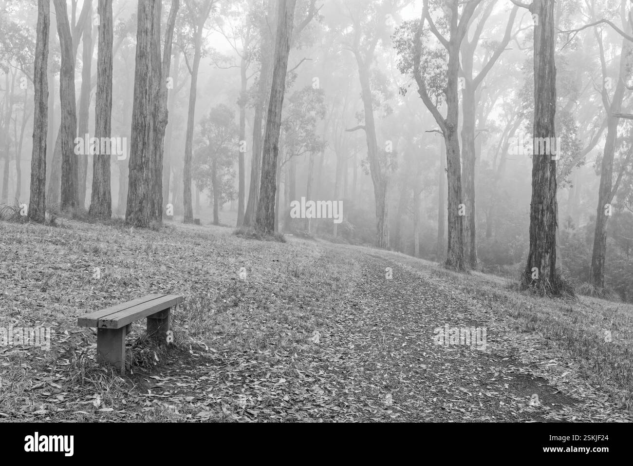 Summer Fog B&W Foto Stock