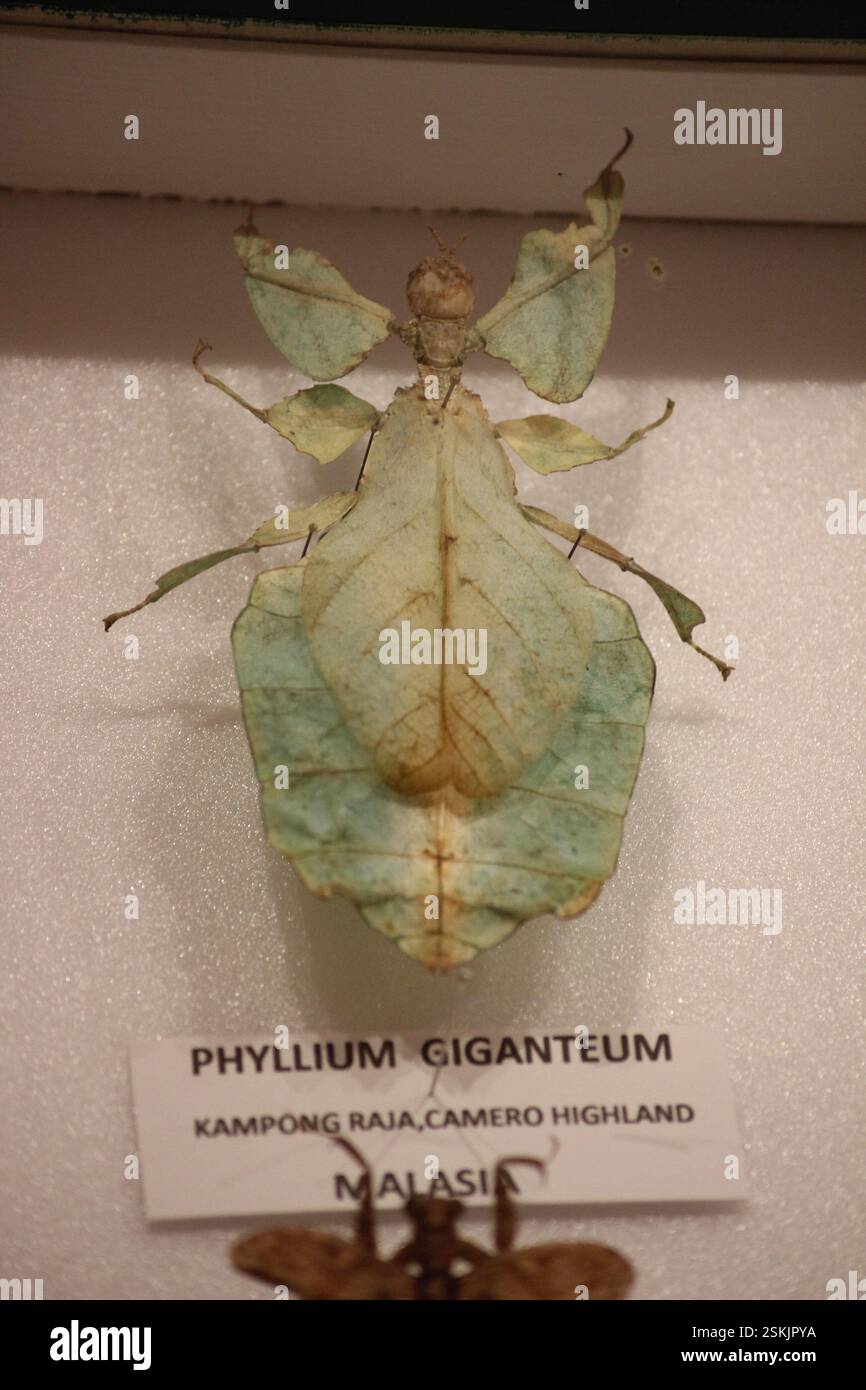 Immagine di una collezione di insetti ripieni in mostra. Foto Stock