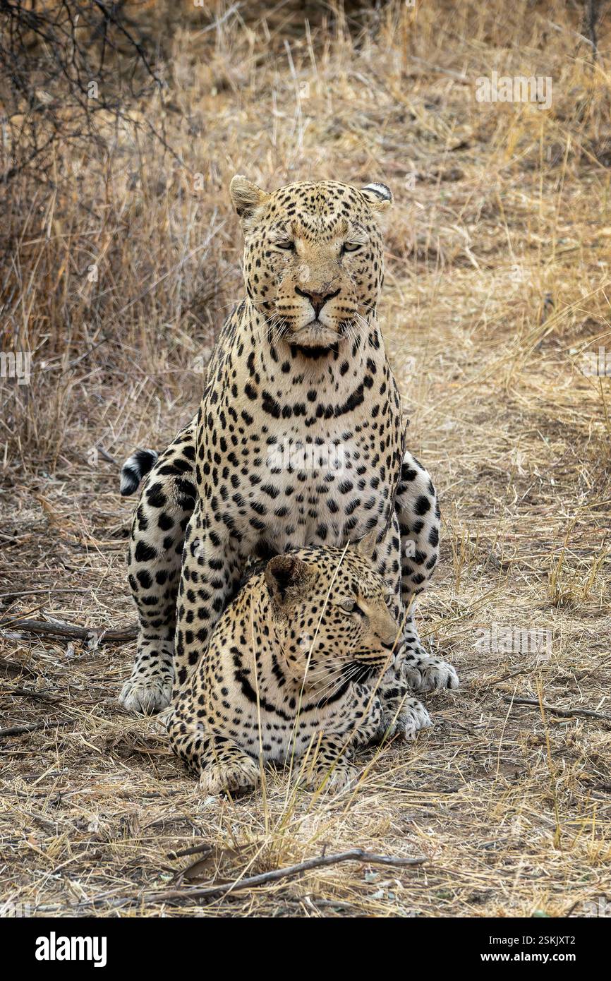 Coppia di leopardi da riproduzione, coppia di leopardi maschi e femmine accoppiati in Namibia, Africa Foto Stock