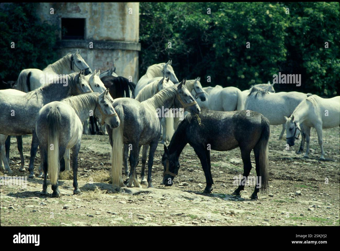 --- Pferde, Lipizzaner, Spanische Reitschule in Lipica#Horses, Lippizaner, scuola di equitazione spagnola a Lipica Foto Stock