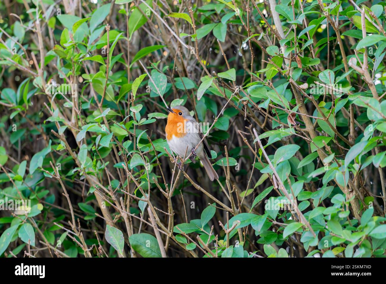 Robin europeo, erithacus rubecula, arroccato in una siepe. Regno Unito Foto Stock