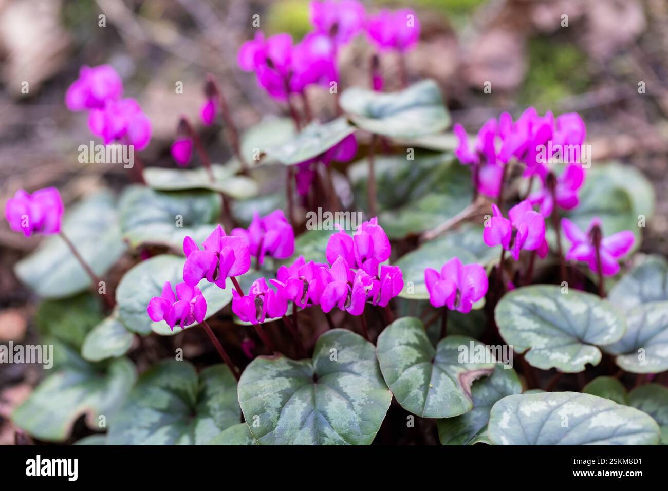 I ciclamini viola fioriscono in inverno. Dorset, Inghilterra Regno Unito Foto Stock