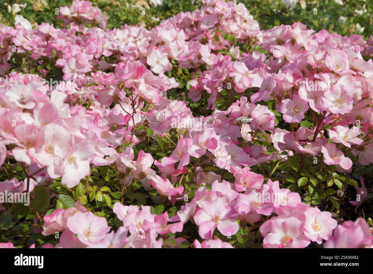 A Braga, in Portogallo, si dispiega un vivace arazzo naturale. Un fiorente cespuglio rosa si erge alto, i suoi fiori sono in piena fioritura. Ogni petalo, una masterpie Foto Stock