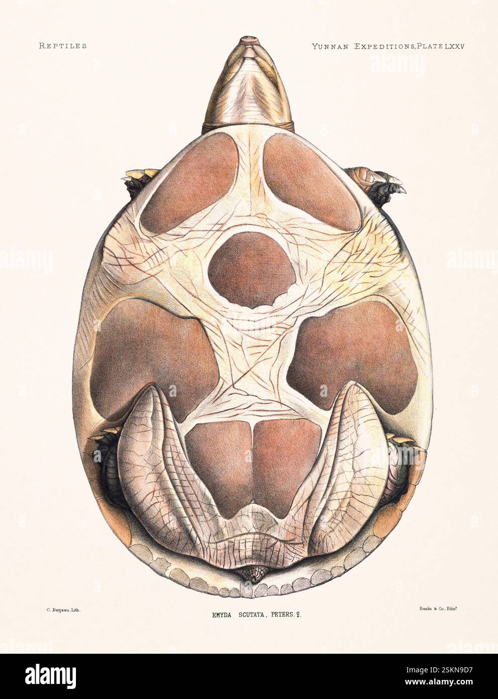 Tartaruga tratta da un libro di zoologia del XIX secolo sulle ricerche anatomiche e zoologiche nello Yunnan occidentale (1868 e 1875). Illustrazione di rettili vintage. Foto Stock