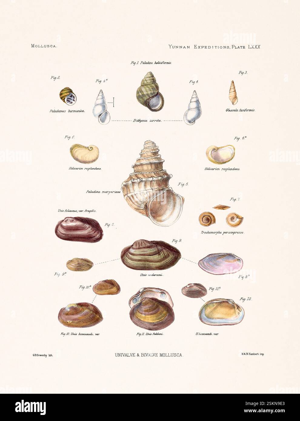 Piatto di conchiglia da un libro di zoologia del XIX secolo sulle ricerche anatomiche e zoologiche nello Yunnan occidentale (1868 e 1875). Illustrazione della malacologia d'epoca. Foto Stock