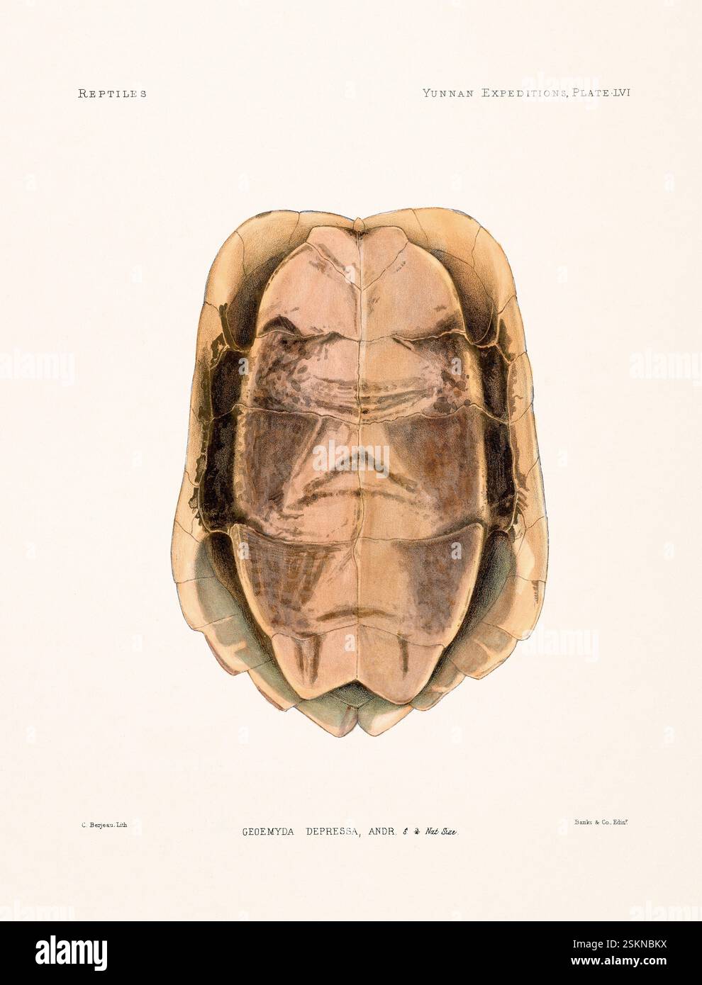 Tartaruga tratta da un libro di zoologia del XIX secolo sulle ricerche anatomiche e zoologiche nello Yunnan occidentale (1868 e 1875). Illustrazione di rettili vintage. Foto Stock