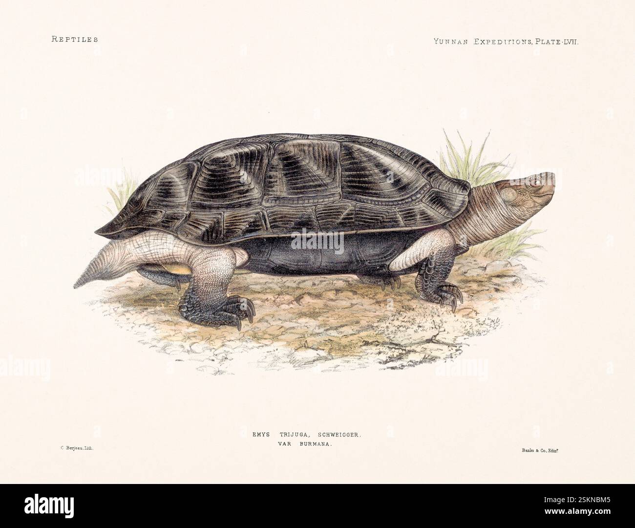 Tartaruga tratta da un libro di zoologia del XIX secolo sulle ricerche anatomiche e zoologiche nello Yunnan occidentale (1868 e 1875). Illustrazione di rettili vintage. Foto Stock