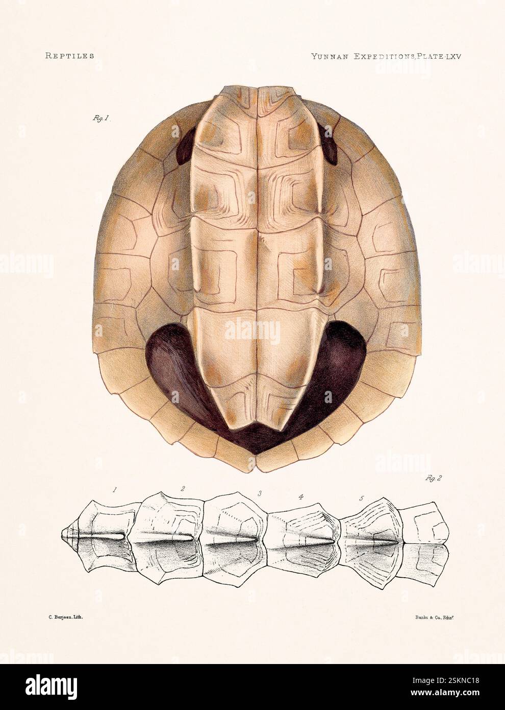 Tartaruga tratta da un libro di zoologia del XIX secolo sulle ricerche anatomiche e zoologiche nello Yunnan occidentale (1868 e 1875). Illustrazione di rettili vintage. Foto Stock