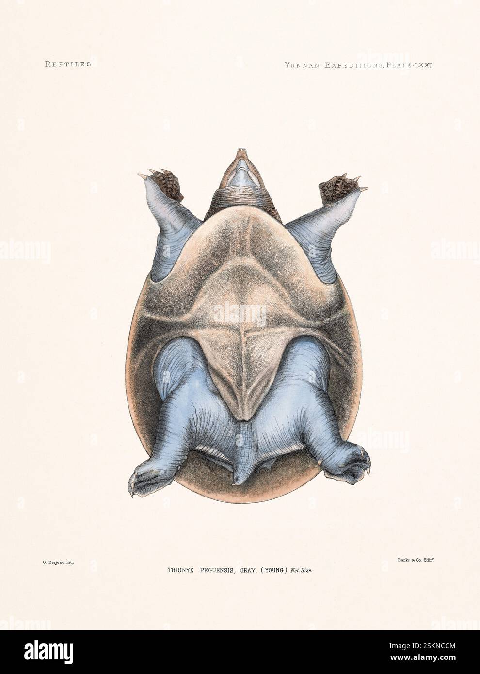 Tartaruga tratta da un libro di zoologia del XIX secolo sulle ricerche anatomiche e zoologiche nello Yunnan occidentale (1868 e 1875). Illustrazione di rettili vintage. Foto Stock