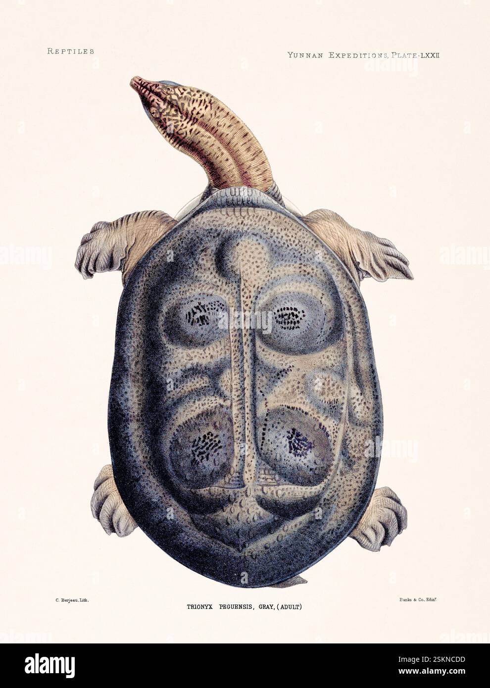 Tartaruga tratta da un libro di zoologia del XIX secolo sulle ricerche anatomiche e zoologiche nello Yunnan occidentale (1868 e 1875). Illustrazione di rettili vintage. Foto Stock