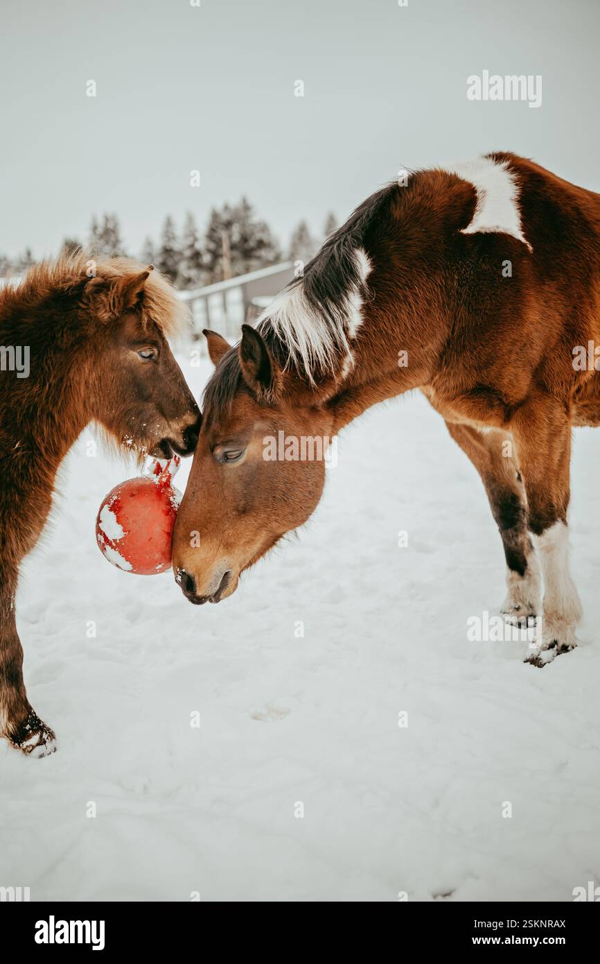 Un grande e un piccolo cavallo marrone in piedi faccia a faccia in un campo che gioca con una palla rossa, Canada Foto Stock