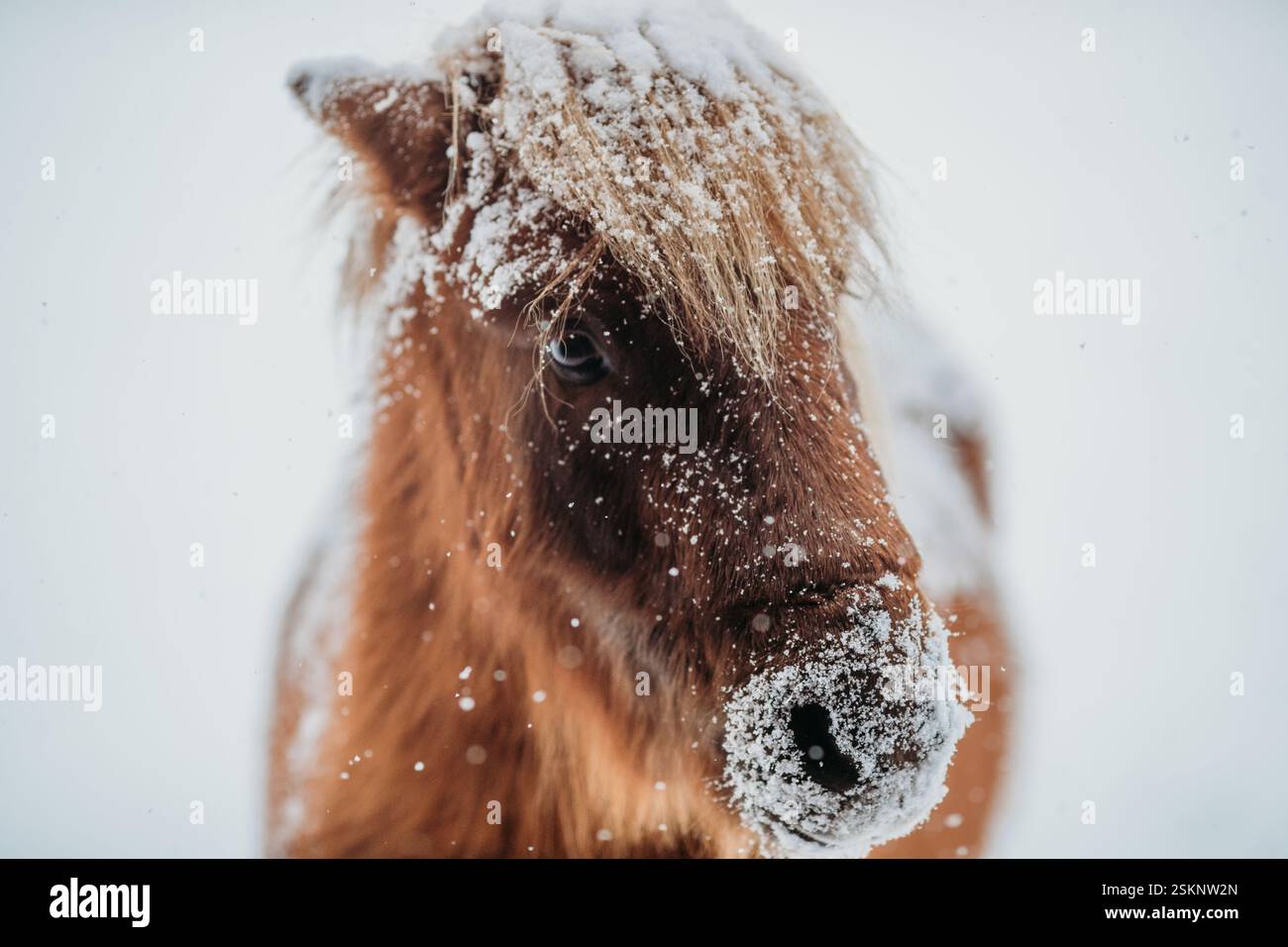 Primo piano di un cavallo marrone in miniatura in piedi all'aperto sulla neve, Canada Foto Stock