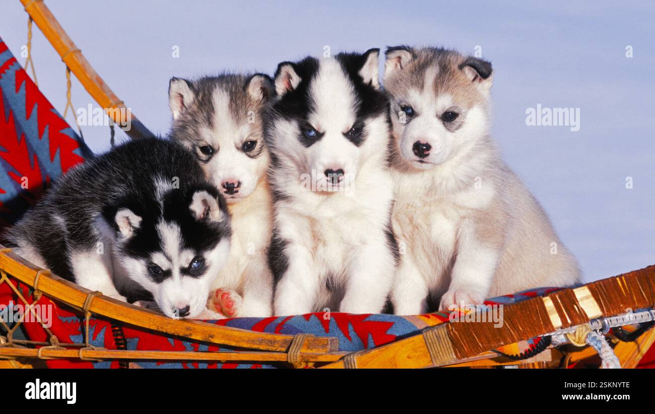 Quattro adorabili cuccioli Husky seduti fuori in slitta, che guardano la telecamera. Foto Stock