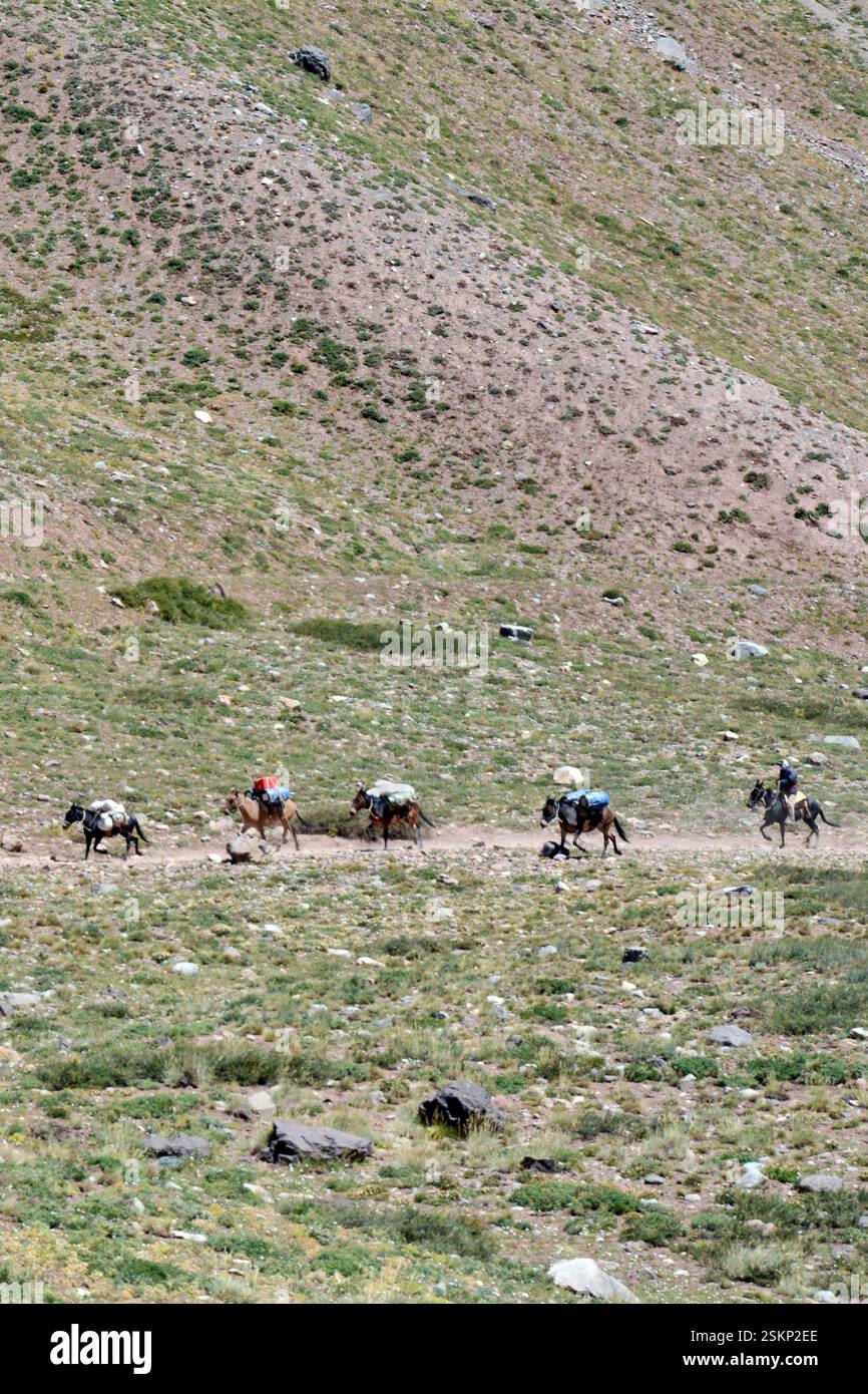 Un gruppo di muli da spedizione che trasportano provviste per gli scalatori al campo base del Monte Aconcagua, nella catena montuosa delle Ande in Argentina. Foto Stock