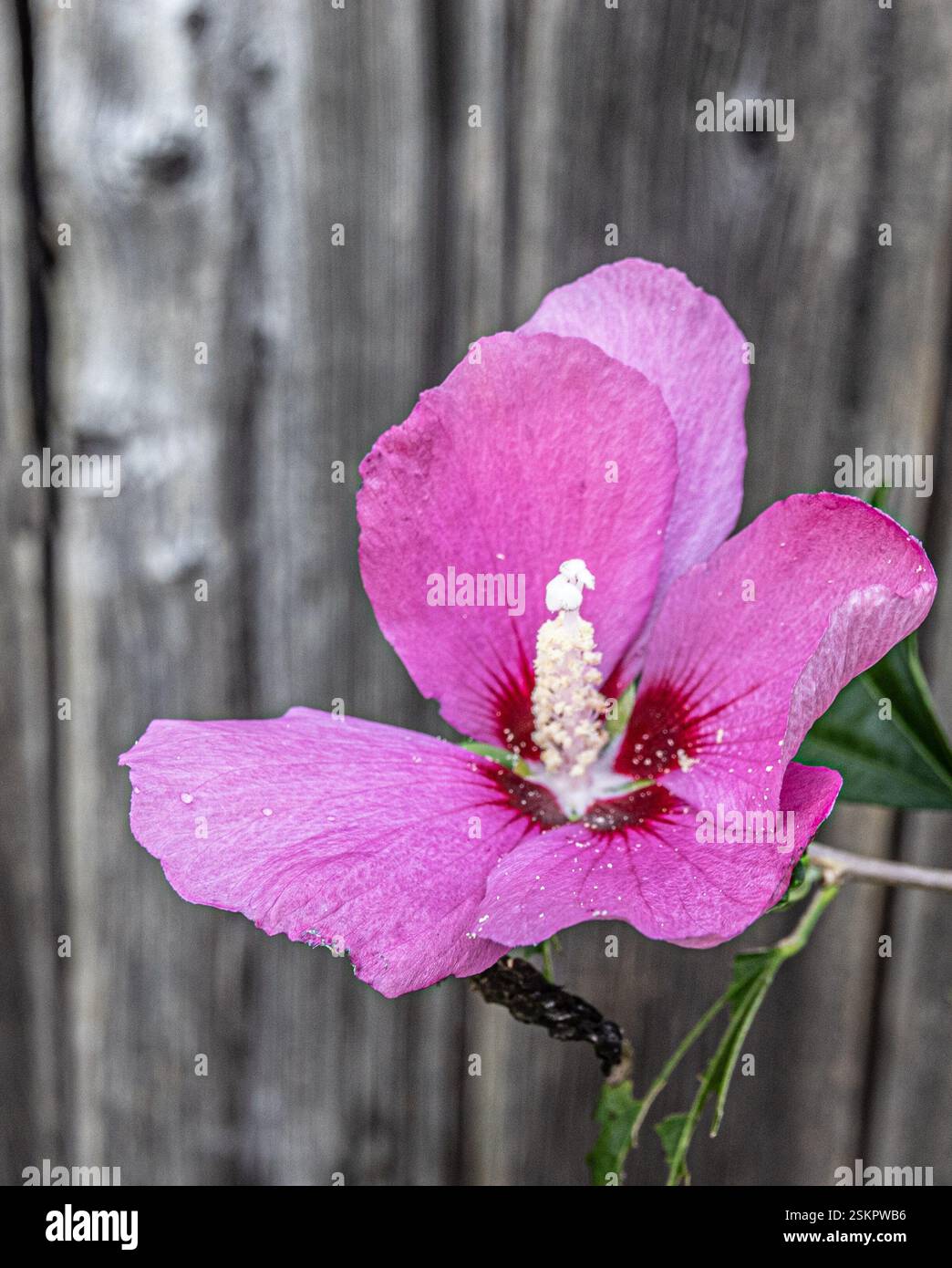 Splendidi fiori rosa con uno splendido sfondo in legno Foto Stock