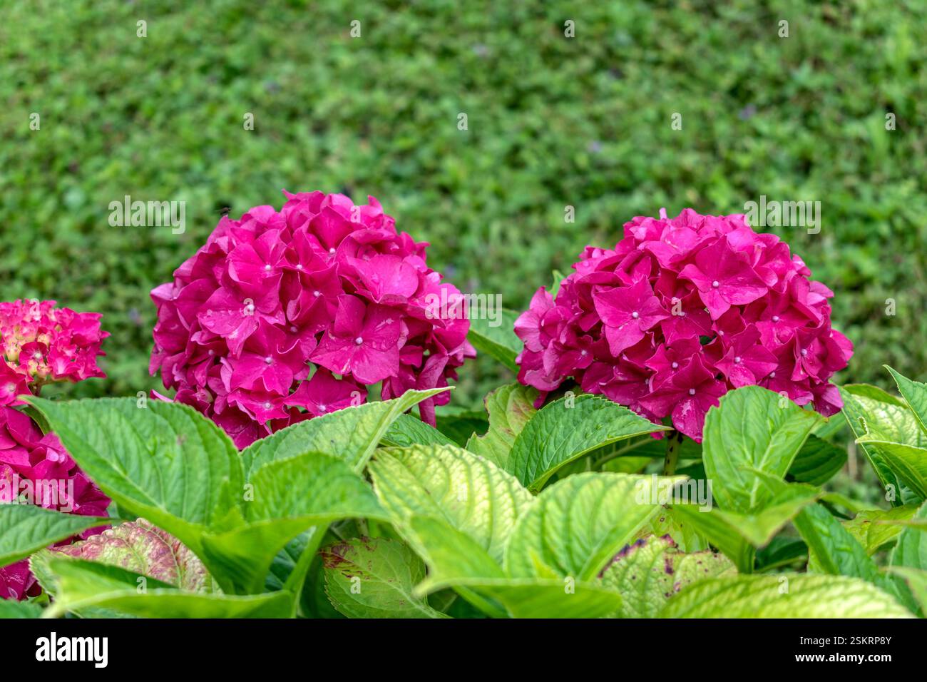 Bellissima ortensia rosa in un giardino, ortensia macrophylla, hortensius Foto Stock